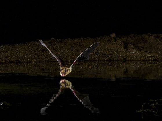 Myotis bat coming to water to drink in desert, Arizona  Copyright: xRobxSheppardx x US03 RSP0034