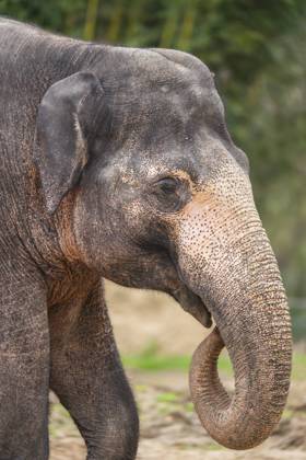 Afrikanischer Buschelefant (Loxodonta africana), Porträt, captive, Verbreitung Afrika African bush elephant (Loxodonta africana), portrait, captive, distribution Africa Copyright: imageBROKER Davidx&xMichaxSheldo ibxshe13157980