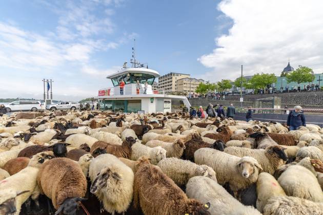 Bilder des Jahres 2025, News 04 April News Themen der Woche KW17 News Bilder des Tages Schafherde überquert mit Fähre über den Rhein - Bonn, 22.04.2025 Eine Wanderschafherde am Bonner Rheinufer. Unter der Leitung von Schäfer Johannes Bois zieht die Herde bestehend aus rund 500 Schafe, Ziegen und vier Esel von der Bonner Rheinaue nach Mehlem, wo sie mit der Rheinfähre nach Königswinter übersetzen. Von dort geht es Richtung Köln zu weiteren Weideplätzen. Bonn Mehlem NRW Deutschland Copyright: xBonn.digitalx xMarcxJohnx