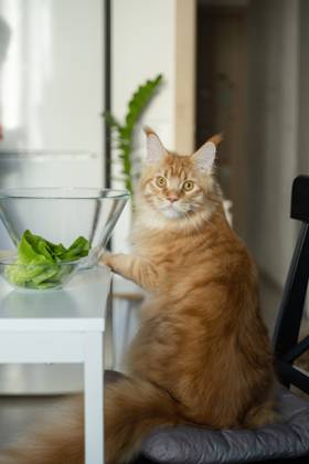 MR_ID27929_20617_TatyanaRangulova.jpg, PR_ID27929_10891_Cat.jpg, PR_ID27929_10892_Room.jpg A fluffy ginger Maine Coon cat sits on a chair beside a table and a glass bowl filled with fresh green lettuce. The scene is set in a bright, cozy home kitchen, Property released Model Released LiliyaSolopova_ID27929_802058_004 Copyright: xLiliyaxSolopovax
