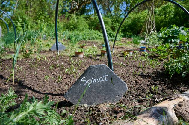 Garten Gemueseanbau Spinat Gemuesebeet mit jungen Spinatpflanzen. 26.4.2025