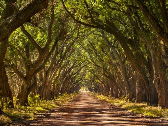 Louisiana oak tree alley with dirt road United States, Louisiana, New Orleans R_KSWG250428-1713358-01