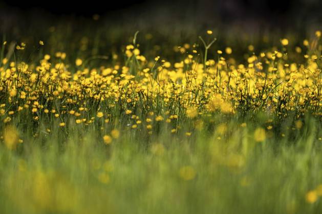 Blumenwiese, scharfer Hahnenfuß, Hahnenfuß (Ranunculus acris), Rosensteinpark, Stuttgart, Baden-Württemberg, Deutschland, Europa Flower meadow, Ranunculus acris, Rosensteinpark, Stuttgart, Baden-Württemberg, Germany, Europe Copyright: imageBROKER OlafxKrüger ibxomk13337921