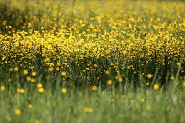 Blumenwiese, scharfer Hahnenfuß, Hahnenfuß (Ranunculus acris), Rosensteinpark, Stuttgart, Baden-Württemberg, Deutschland, Europa Flower meadow, Ranunculus acris, Rosensteinpark, Stuttgart, Baden-Württemberg, Germany, Europe Copyright: imageBROKER OlafxKrüger ibxomk13337922