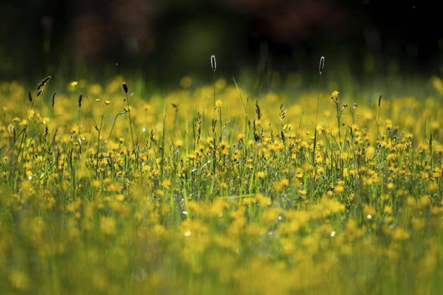Blumenwiese, scharfer Hahnenfuß, Hahnenfuß (Ranunculus acris), Rosensteinpark, Stuttgart, Baden-Württemberg, Deutschland, Europa Flower meadow, Ranunculus acris, Rosensteinpark, Stuttgart, Baden-Württemberg, Germany, Europe Copyright: imageBROKER OlafxKrüger ibxomk13337924