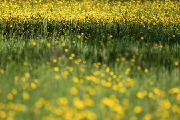 Blumenwiese, scharfer Hahnenfuß, Hahnenfuß (Ranunculus acris), Rosensteinpark, Stuttgart, Baden-Württemberg, Deutschland, Europa Flower meadow, Ranunculus acris, Rosensteinpark, Stuttgart, Baden-Württemberg, Germany, Europe Copyright: imageBROKER OlafxKrüger ibxomk13337925