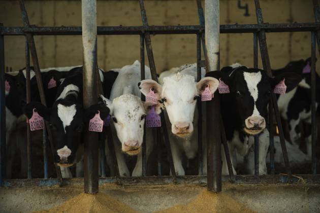 Dairy Calves Feeding Inside Barn Stalls Huesca, Aragon, Spain R_AICA250508A-1722661-01