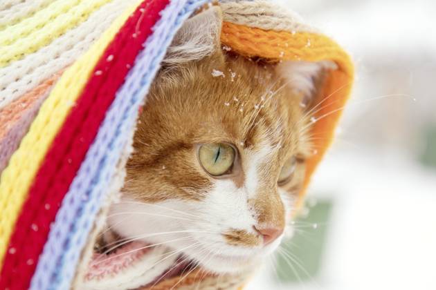 Rot weiße Miezekatze mit kariertem Schal und Schneeflocken Red and white kitty cat in checkered scarf covered with snowflakes Copyright: imageBROKER ViktoriaxKondysenko ibxiqx13226811