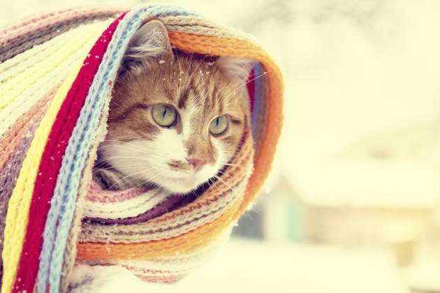 Rot weiße Miezekatze mit kariertem Schal und Schneeflocken Red and white kitty cat in checkered scarf covered with snowflakes Copyright: imageBROKER ViktoriaxKondysenko ibxiqx13226827