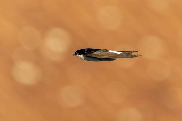 Schwalbe fliegt schnell horizontal vor unscharfem Hintergrund, Mehlschwalbe (Delichon urbicum, Syn.: Delichon urbica), wildlife, Deutschland, Europa Swallow flying fast horizontally in front of blurred background, House Martin (Delichon urbicum, Syn.: Delichon urbica), wildlife, Germany, Europe Copyright: imageBROKER RonaldxWittek ibxron13777624.jpg