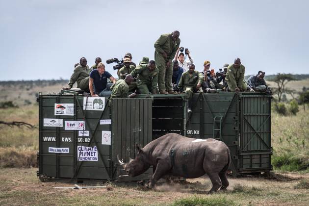 Bilder des Jahres 2025, News 05 Mai News Themen der Woche KW21 (250525) -- LAIKIPIA, May 25, 2025 -- Members of the Kenya Wildlife Service (KWS) release a relocated black rhino at Segera Conservancy in Laikipia, Kenya, on May 24, 2025. ) KENYA-LAIKIPIA-BLACK RHINO-TRANSLOCATION WangxGuansen 