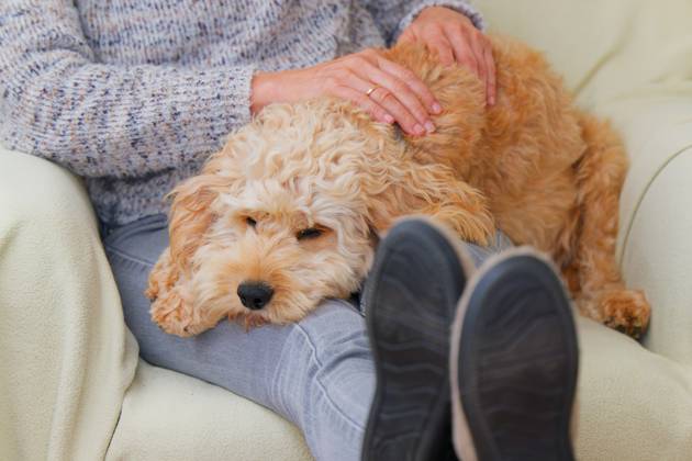Kuschelzeit. Die Frau mit ihrem Hund entspannen sich im bequemen Stuhl nach der langen Gassi-Runde im Regen. München Bayern Deutschland Copyright: xRolfxPossx
