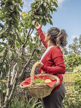 IMAGO Creative, Jahreszeit Sommer, Kirschen A woman in a red cardigan picks ripe cherries from a tree in a sunny Australian garden, holding a wicker basket filled with fresh fruits and greens, showcasing a serene outdoor routine Model Released JuanAizpuru_ID28101_827616_007 Copyright: xJuanxAizpurux