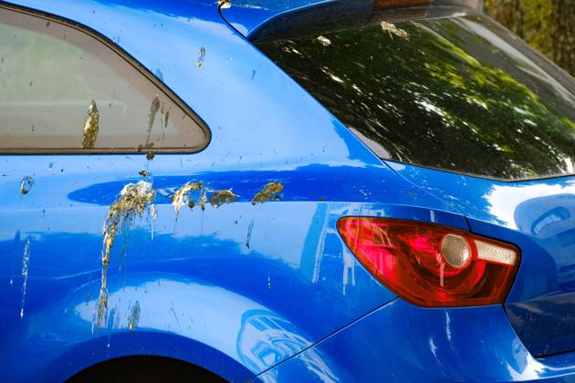 Düsseldorf 31.05.2025 Taubendreck Vogeldreck Taubenkot Vogelkot Vogelkacke Taubenkacke Baumparker Parken unter Baum Autolack Lack KFZ Auto PKW Autowäsche Waschanlage Reinigung Lackschaden Autoversicherung KFZ-Versicherung Kaskoversicherung Vollkasko Teilkasko Lackschaden Düsseldorf Nordrhein-Westfalen Deutschland