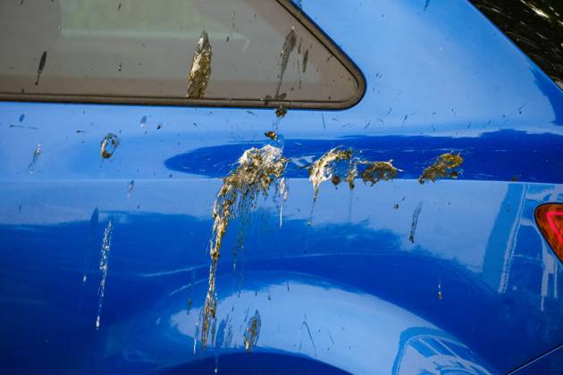 Düsseldorf 31.05.2025 Taubendreck Vogeldreck Taubenkot Vogelkot Vogelkacke Taubenkacke Baumparker Parken unter Baum Autolack Lack KFZ Auto PKW Autowäsche Waschanlage Reinigung Lackschaden Autoversicherung KFZ-Versicherung Kaskoversicherung Vollkasko Teilkasko Lackschaden Düsseldorf Nordrhein-Westfalen Deutschland