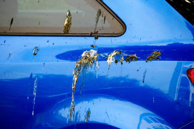 Düsseldorf 31.05.2025 Taubendreck Vogeldreck Taubenkot Vogelkot Vogelkacke Taubenkacke Baumparker Parken unter Baum Autolack Lack KFZ Auto PKW Autowäsche Waschanlage Reinigung Lackschaden Autoversicherung KFZ-Versicherung Kaskoversicherung Vollkasko Teilkasko Lackschaden Düsseldorf Nordrhein-Westfalen Deutschland