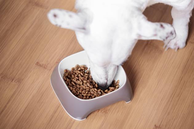 Ein weißer Hund frisst Trockenfutter aus einem Napf A white dog eats dry food from a bowl. Healthy food for dogs. (License=RF) Copyright: xZoonar.com OlenaxRudox 23458811