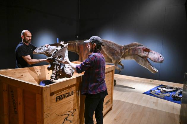 News Themen der Woche KW26 Bilder des Jahres 2025, News 06 Juni News Bilder des Tages . 23 06 2025. Cumbria, United Kingdom. Internationally acclaimed interactive dinosaur exhibition. Installation of the new Dinosaur rEvolution exhibition brings together cutting-edge science, striking art, and full-sized animatronic creatures opens at Tullie in Carlisle this weekend. Unlike the dusty textbook dinosaurs of the past, this exhibition presents them as science now suggests they were: fast, feathered, and often flamboyantly strange. Dinosaur rEvolution has been developed by Gondwana Studios, specialists in dinosaur exhibitions which bridge the gap between science and public engagement. The exhibition has previously toured in New Zealand and Australia. The exhibition runs at Tullie from Saturday 28 June to Sunday 14 September.  xStuartxWalkerx xi-Imagesx IIM-26042-0011