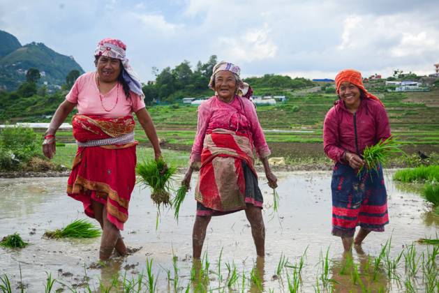 Bilder des Jahres 2025, News 06 Juni News Bilder des Tages June 23, 2025, Kathmandu, Bagmati, Nepal: Farmers share a smile while planting paddy ahead of Asar 15, in Bungamati, Lalitpur. Asar 15, celebrated as National Paddy Day in Nepal, marks the traditional start of monsoon rice transplantation. Kathmandu Nepal - ZUMAs330 20250623_zsp_s330_008 Copyright: xSafalxPrakashxShresthax