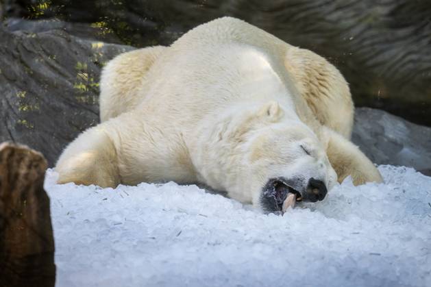 Bilder des Jahres 2025, Entertainment 07 Juli Entertainment Themen der Woche KW27 Ice cubes chill polar bears (Ursus maritimus) at the Prague Zoo, Czech Republic, on July 1, 2025. (CTKxPhoto MichaelaxRihova) CTKPhotoP2025070102835  CTKPhotoP2025070102835