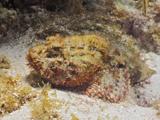 Großer Roter Drachenkopf (Scorpaena scrofa) Red scorpionfish (Scorpaena scrofa) Copyright: imageBROKER SunbirdxImages iblmup13591169