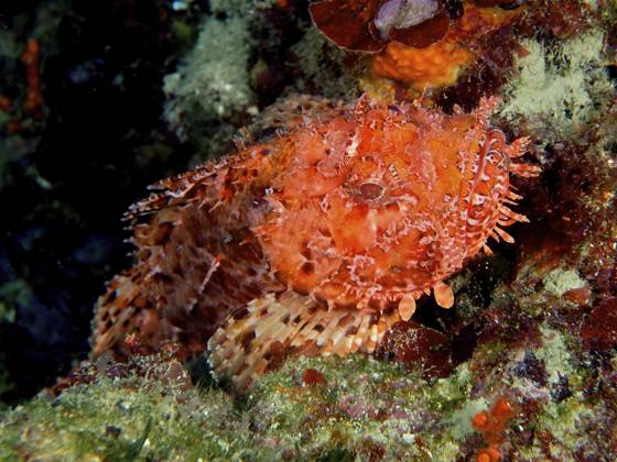 Großer Roter Drachenkopf (Scorpaena scrofa) Red scorpionfish (Scorpaena scrofa) Copyright: imageBROKER SunbirdxImages iblmup13591738