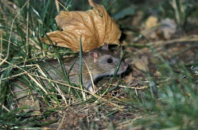 Wanderratte (Rattus norvegicus) Norway rat (Rattus norvegicus) Copyright: imageBROKER SunbirdxImages iblmup13596677