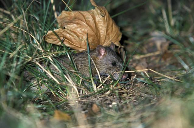 Wanderratte (Rattus norvegicus) Norway rat (Rattus norvegicus) Copyright: imageBROKER SunbirdxImages iblmup13608176