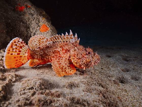 Großer Roter Drachenkopf (Scorpaena scrofa) Red scorpionfish (Scorpaena scrofa) Copyright: imageBROKER SunbirdxImages iblmup13612084
