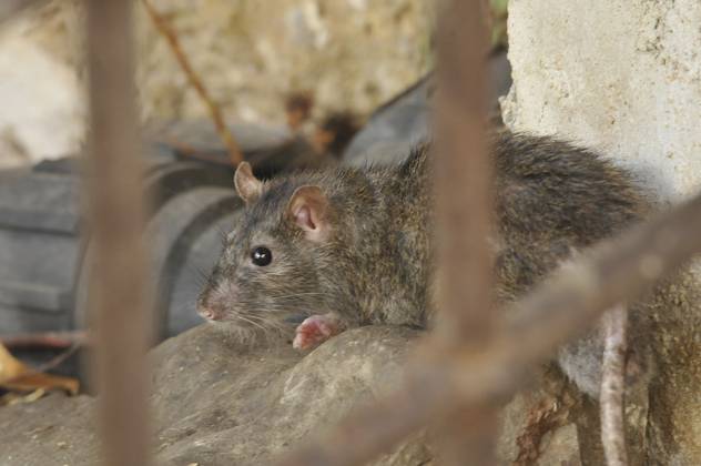 Wanderratte (Rattus norvegicus) Norway rat (Rattus norvegicus) Copyright: imageBROKER SunbirdxImages iblmup13613550