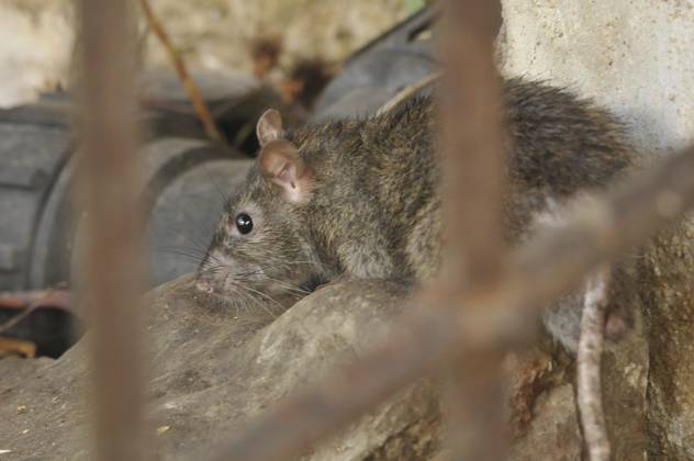 Wanderratte (Rattus norvegicus) Norway rat (Rattus norvegicus) Copyright: imageBROKER SunbirdxImages iblmup13616054