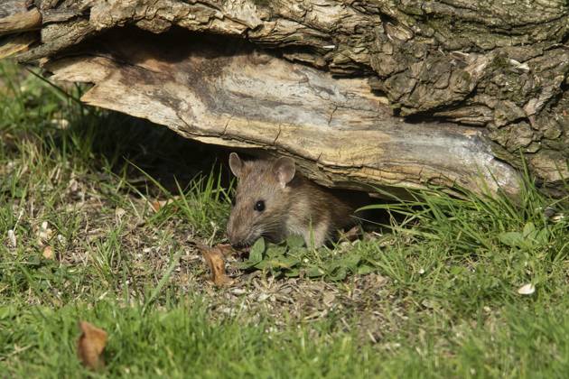 Wanderratte (Rattus norvegicus) Norway rat (Rattus norvegicus) Copyright: imageBROKER MullenxPeter iblmup13618727