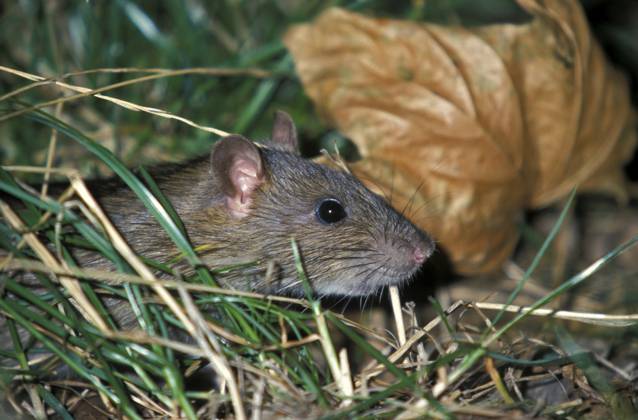 Wanderratte (Rattus norvegicus) Norway rat (Rattus norvegicus) Copyright: imageBROKER SunbirdxImages iblmup13622252