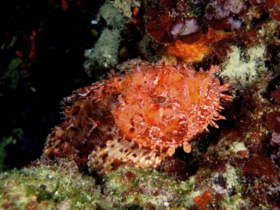 Großer Roter Drachenkopf (Scorpaena scrofa) Red scorpionfish (Scorpaena scrofa) Copyright: imageBROKER SunbirdxImages iblmup13622659