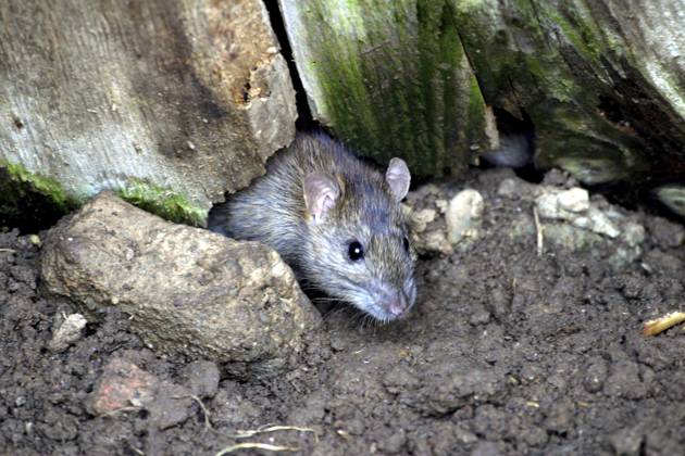 Wanderratte (Rattus norvegicus) Norway rat (Rattus norvegicus) Copyright: imageBROKER SunbirdxImages iblmup13623410