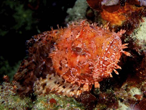 Großer Roter Drachenkopf (Scorpaena scrofa) Red scorpionfish (Scorpaena scrofa) Copyright: imageBROKER SunbirdxImages iblmup13631381