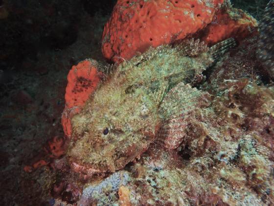 Großer Roter Drachenkopf (Scorpaena scrofa) Red scorpionfish (Scorpaena scrofa) Copyright: imageBROKER SunbirdxImages iblmup13637846