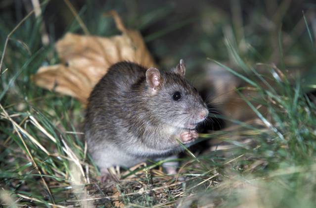 Wanderratte (Rattus norvegicus) Norway rat (Rattus norvegicus) Copyright: imageBROKER SunbirdxImages iblmup13639811