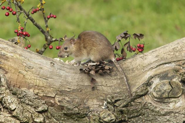 Wanderratte (Rattus norvegicus) Norway rat (Rattus norvegicus) Copyright: imageBROKER SunbirdxImages iblmup13643515