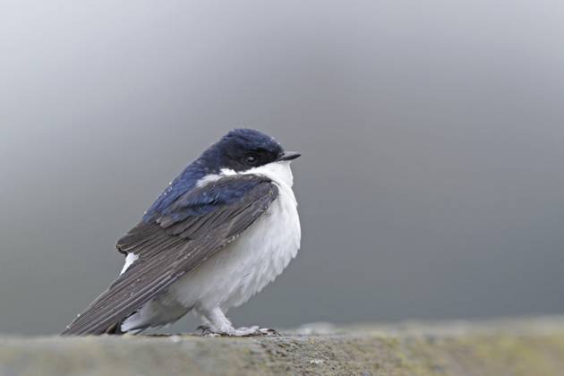 Mehlschwalbe (Delichon urbicum) House martin (Delichon urbicum) Copyright: imageBROKER SunbirdxImages iblmup13652352.jpg