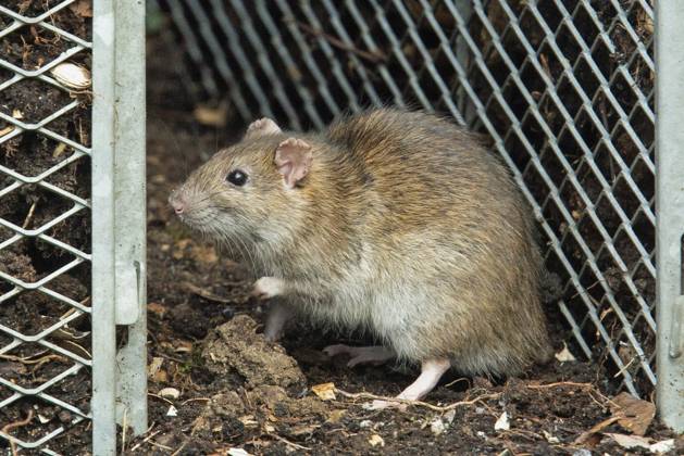 Wanderratte (Rattus norvegicus) Norway rat (Rattus norvegicus) Copyright: imageBROKER MullenxPeter iblmup13653257