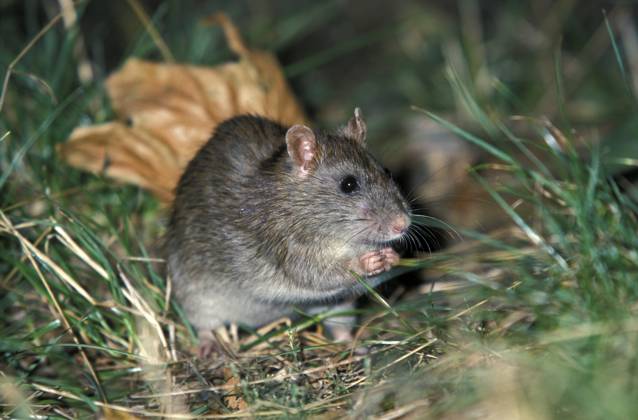 Wanderratte (Rattus norvegicus) Norway rat (Rattus norvegicus) Copyright: imageBROKER SunbirdxImages iblmup13661560