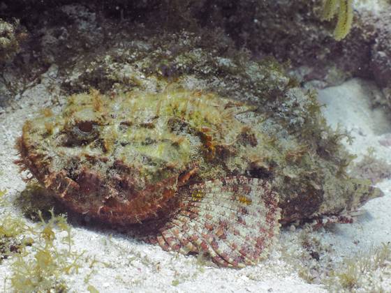 Großer Roter Drachenkopf (Scorpaena scrofa) Red scorpionfish (Scorpaena scrofa) Copyright: imageBROKER SunbirdxImages iblmup13675343