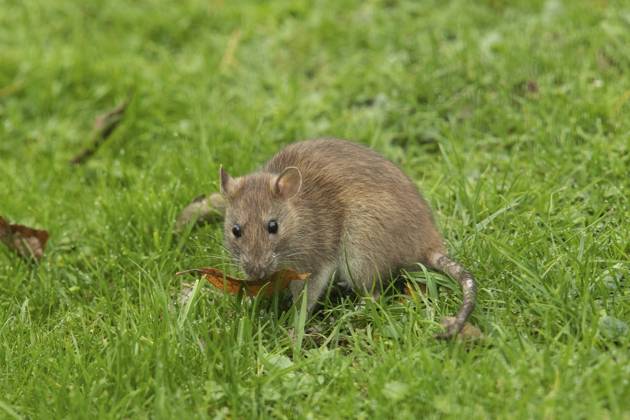 Wanderratte (Rattus norvegicus) Norway rat (Rattus norvegicus) Copyright: imageBROKER MullenxPeter iblmup13677446