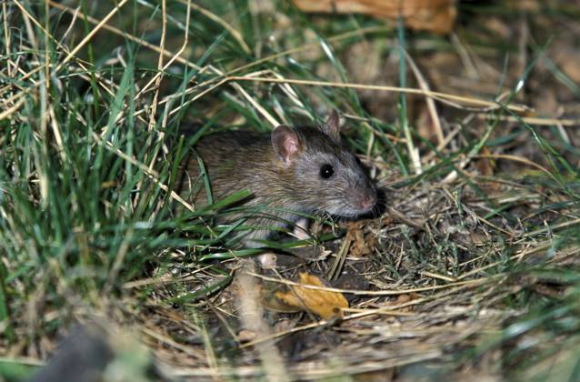 Wanderratte (Rattus norvegicus) Norway rat (Rattus norvegicus) Copyright: imageBROKER SunbirdxImages iblmup13678371