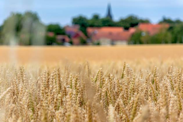 06.07.2025 Blick auf ein Weizenfeld zwischen Minsleben und Silstedt im Landkreis Harz in Sachsen-Anhalt. Im Hintergrund erhebt sich der Brocken als höchste Erhebung im nördlichsten Mittelgebirge Deutschlands. Minsleben Sachsen-Anhalt Deutschland