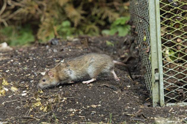 Wanderratte (Rattus norvegicus) Norway rat (Rattus norvegicus) Copyright: imageBROKER MullenxPeter iblmup13685494
