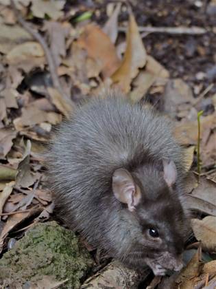 Wanderratte (Rattus norvegicus) Norway rat (Rattus norvegicus) Copyright: imageBROKER SunbirdxImages iblmup13687850