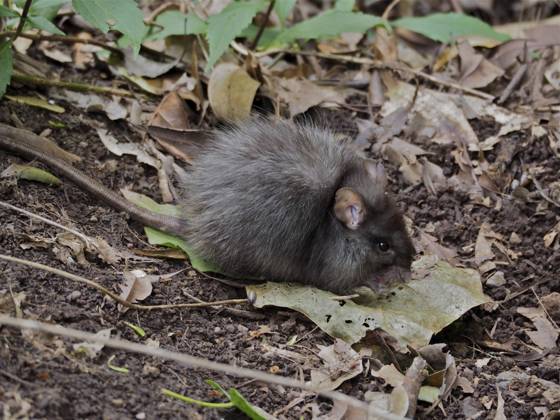 Wanderratte (Rattus norvegicus) Norway rat (Rattus norvegicus) Copyright: imageBROKER SunbirdxImages iblmup13694521