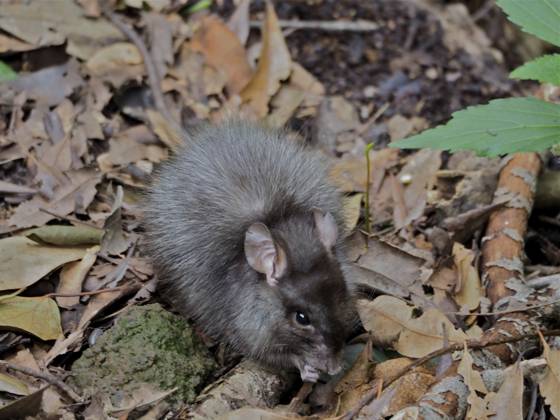 Wanderratte (Rattus norvegicus) Norway rat (Rattus norvegicus) Copyright: imageBROKER SunbirdxImages iblmup13699568
